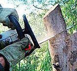 Best Tree Risk Assessment  in Mammoth Lakes, CA