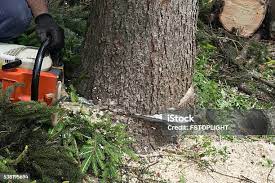 Best Arborist Consultation Services  in Mammoth Lakes, CA