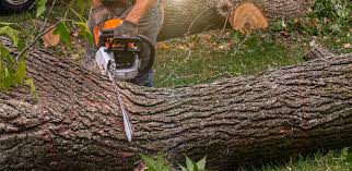 Best Hazardous Tree Removal  in Mammoth Lakes, CA