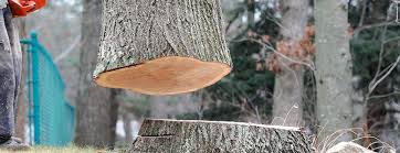  Mammoth Lakes, CA Tree Care Pros