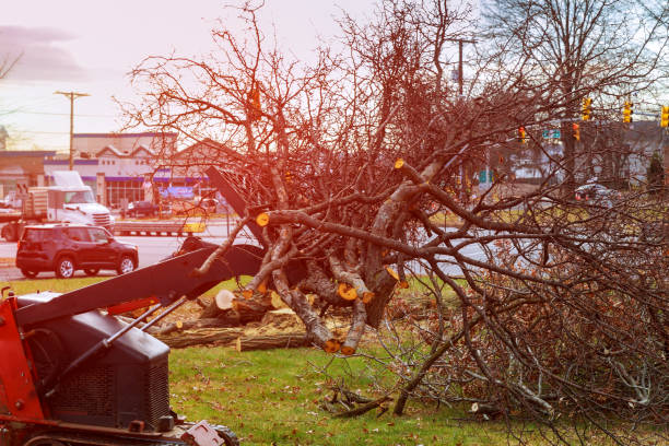 Best Tree Cabling and Bracing  in Mammoth Lakes, CA