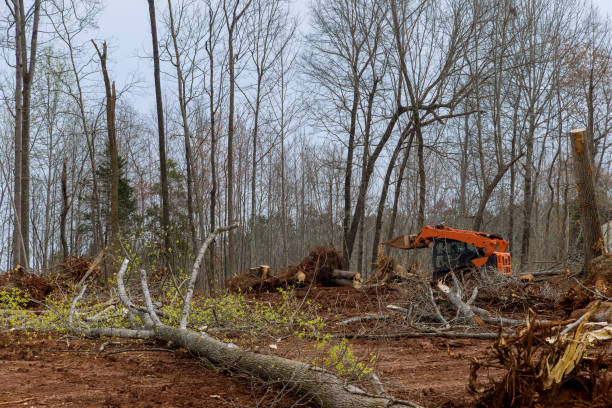 Best Fruit Tree Pruning  in Mammoth Lakes, CA