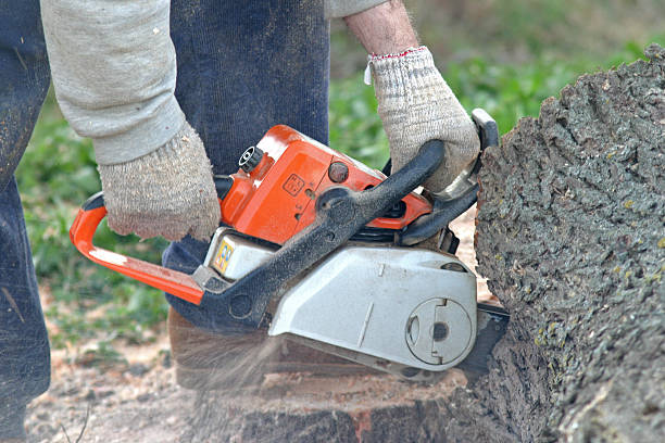Best Pest Control for Lawns  in Mammoth Lakes, CA