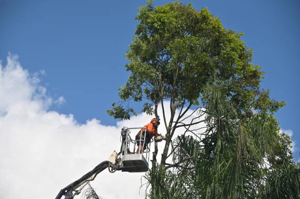 Best Grass Overseeding  in Mammoth Lakes, CA