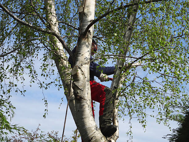 How Our Tree Care Process Works  in  Mammoth Lakes, CA