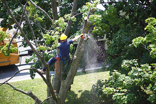 Best Tree Preservation Services  in Mammoth Lakes, CA