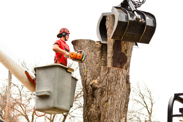 Best Tree and Shrub Care  in Mammoth Lakes, CA